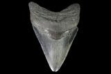 Fossil Megalodon Tooth - South Carolina #90760-1